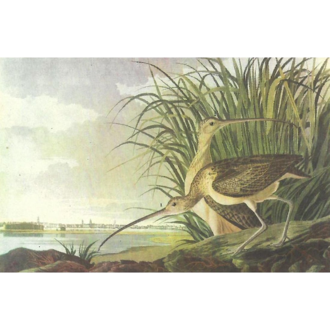 c1946 Audubon Print, #231 Long-billed Curlew (1 of 2)