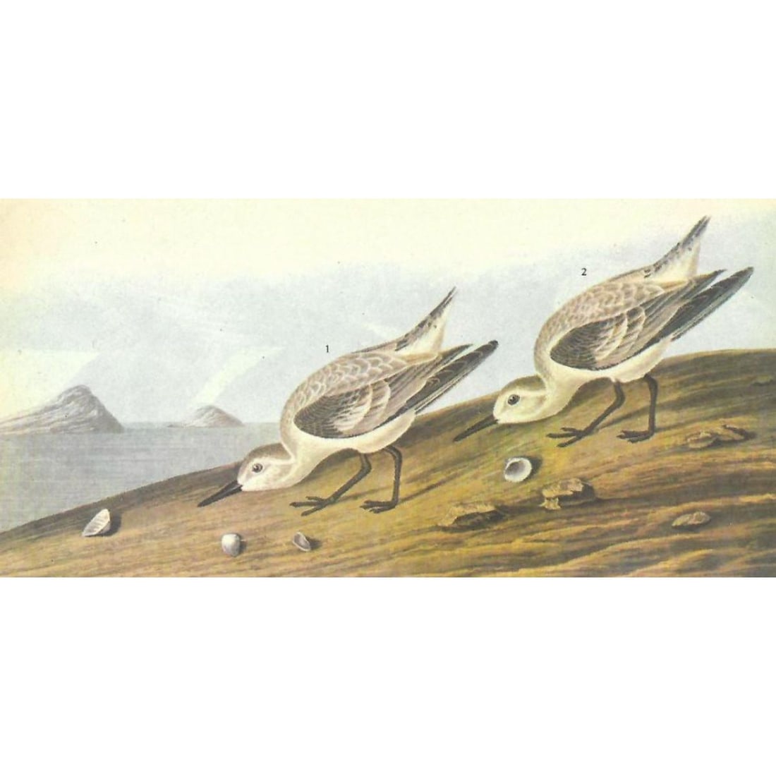 c1946 Audubon Print, #230 Sanderling (1 of 2)