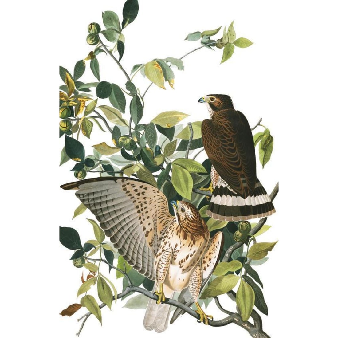 c1946 Audubon Print, #91 Broad-Winged Hawk (1 of 2)