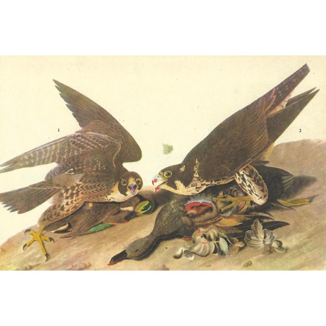 c1946 Audubon Print, #16 Duck Hawk (1 of 2)