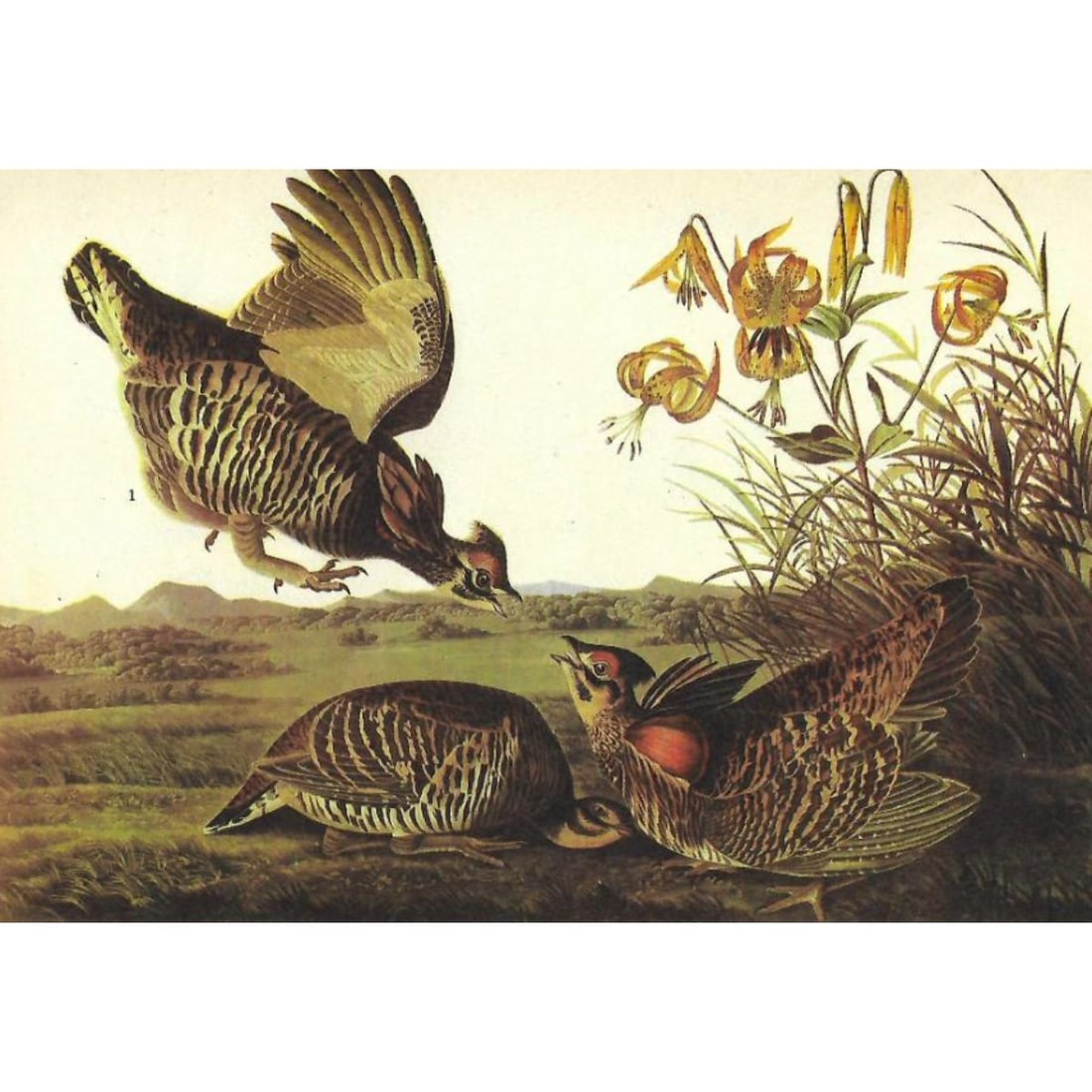 c.1946 Audubon Print, #186 Prairie Chicken: John James Audubon, book plate print, #18Prairie Chicken, taken from a 1946 edition of "The Birds Of America". 8 1/2" X 11 1/2". Comes with 11" X 14" mat.
