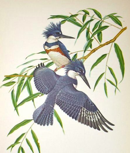 1950 Menaboni Bird Lithograph, Eastern Belted Kingfisher (1 of 2)
