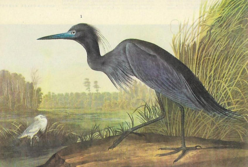 C1946 Audubon Print, #307 Little Blue Heron (1 of 2)