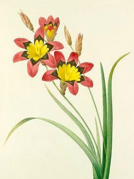After Pierre-Jospeh Redoute, Floral Print, #63 Corn Lily (1 of 2)