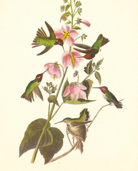 c1950 Audubon Print, Anna's Hummingbird (1 of 2)