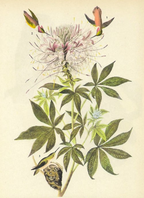 c1946 Audubon Print, #379 Rufus Hummingbird (1 of 2)