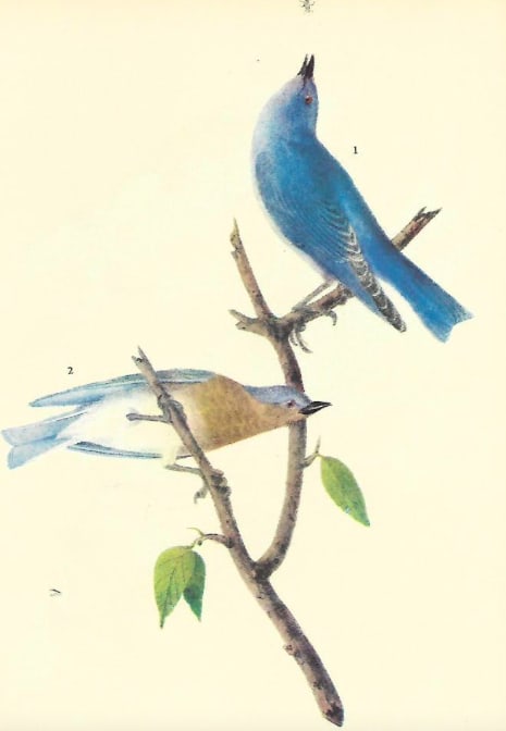 1937 Audubon #465 Mountain Bluebird (1 of 2)