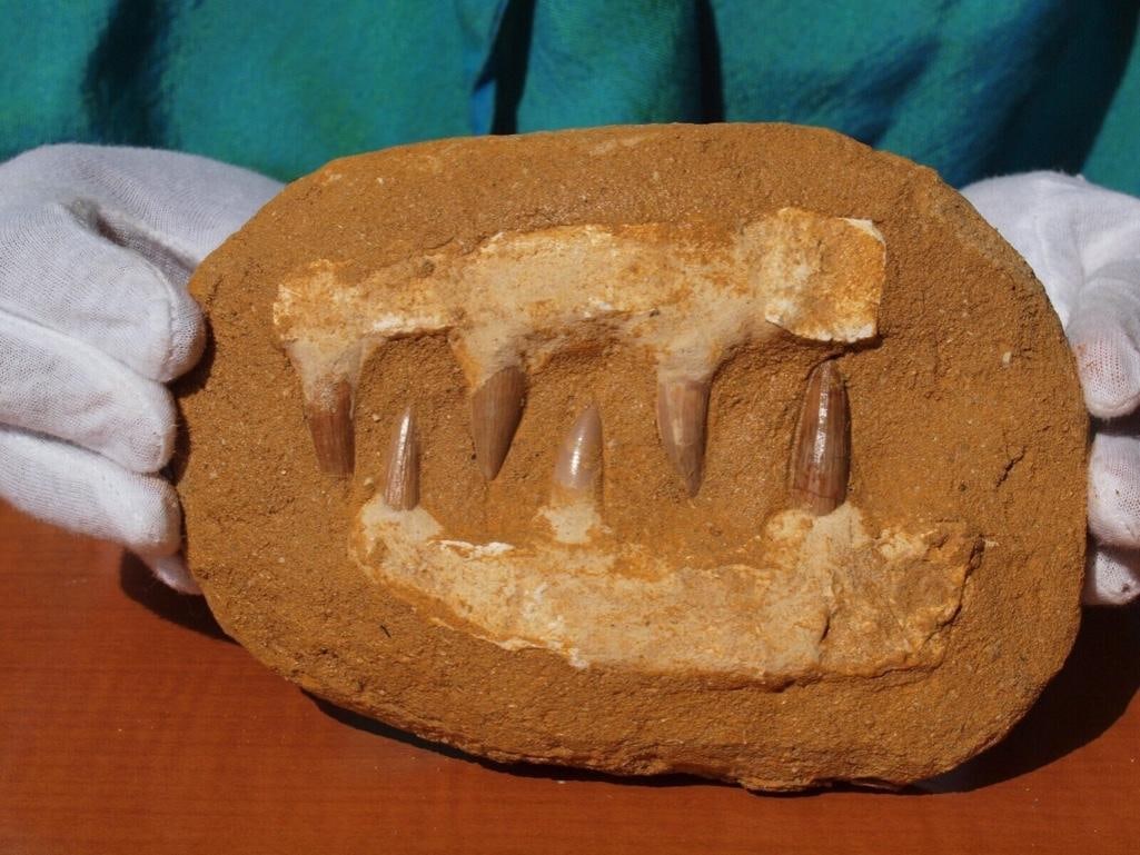 Prehistoric Mosasaur Dinosaur Jaw Fossil: Prehistoric Mosasaur Dinosaur Jaw Section with huge fossil teeth and full root matrix in the original jaw bone. Measures 7" inches. This is a rare full grown adult tooth and jaw section specimen. Glob