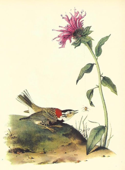 1937 Audubon #464 Chestnut-Collared Longspur (1 of 2)