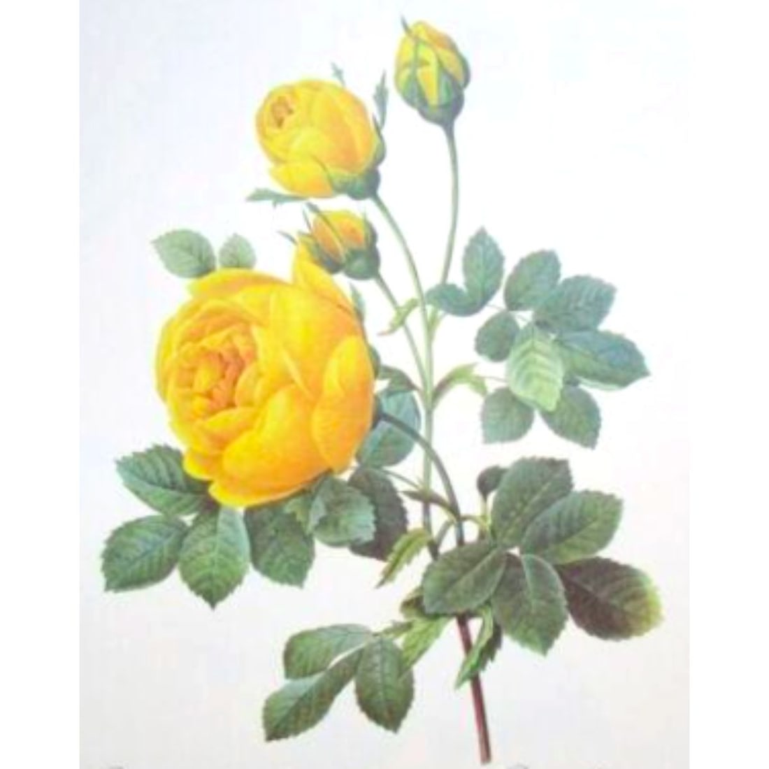 After Pierre-Jospeh Redoute, Floral Print, #128 Yellow Rose: Modern print, after Pierre-Joseph Redoute ( French 1759-1840 ) Floral Print: #128 Rose jaune de soufre Original Redoute stipple engravings with hand-coloring bring thousands of dollars per print. This