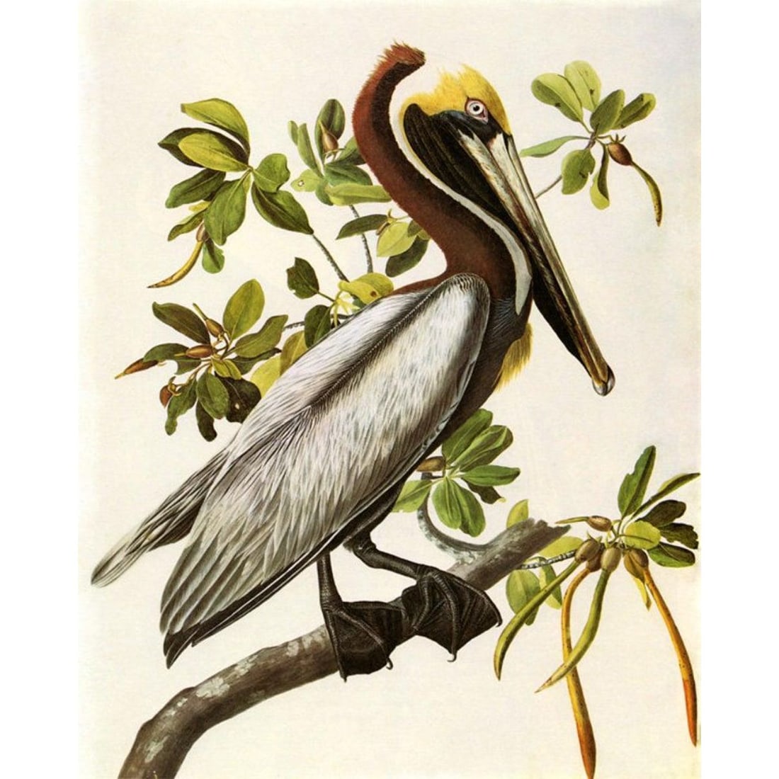 c1946 Audubon Print, #251 Brown Pelican (1 of 1)
