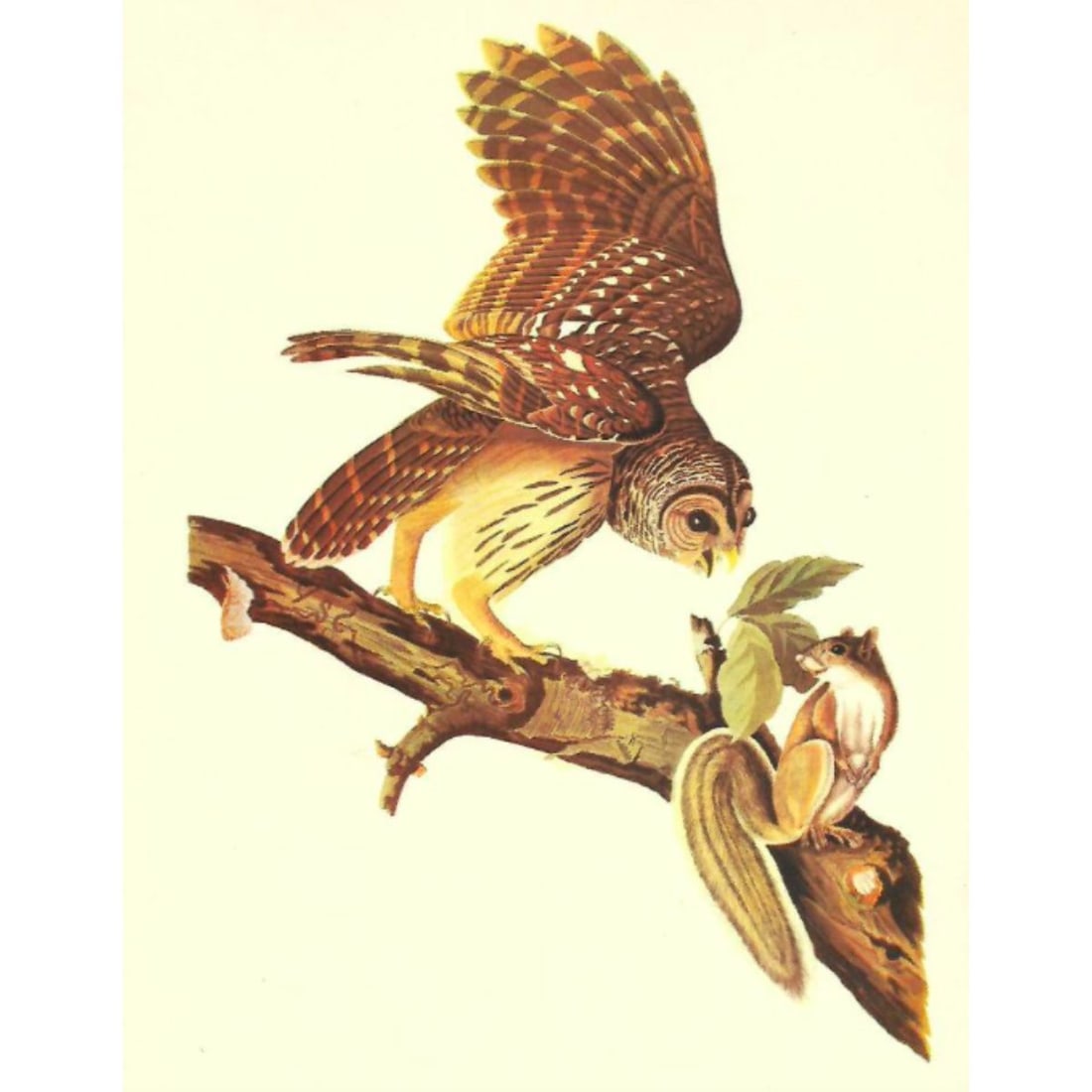 c1946 Audubon Print, #46 Barred Owl (1 of 2)