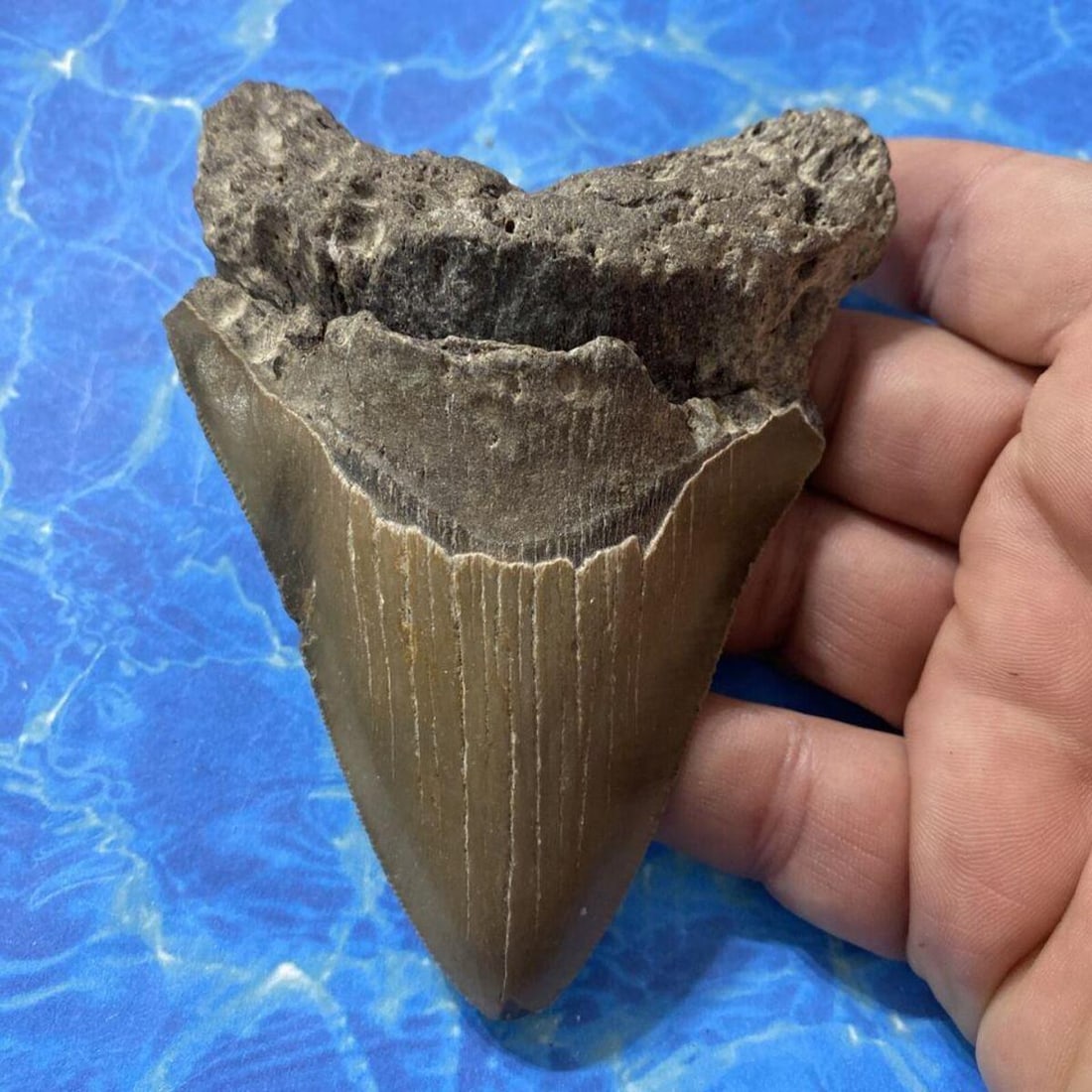 Prehistoric Megalodon Shark Tooth: Large size Prehistoric Otodus Megalodon Shark Tooth in natural, unrestored condition. Approximately 5.6 million years old. Found approximately 40 miles off the North Carolina coast. 4.65" length. The 