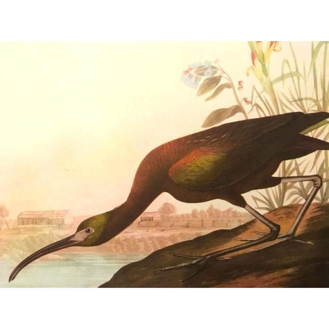 c1946 Audubon Print, # 387 Glossy Ibis (1 of 2)
