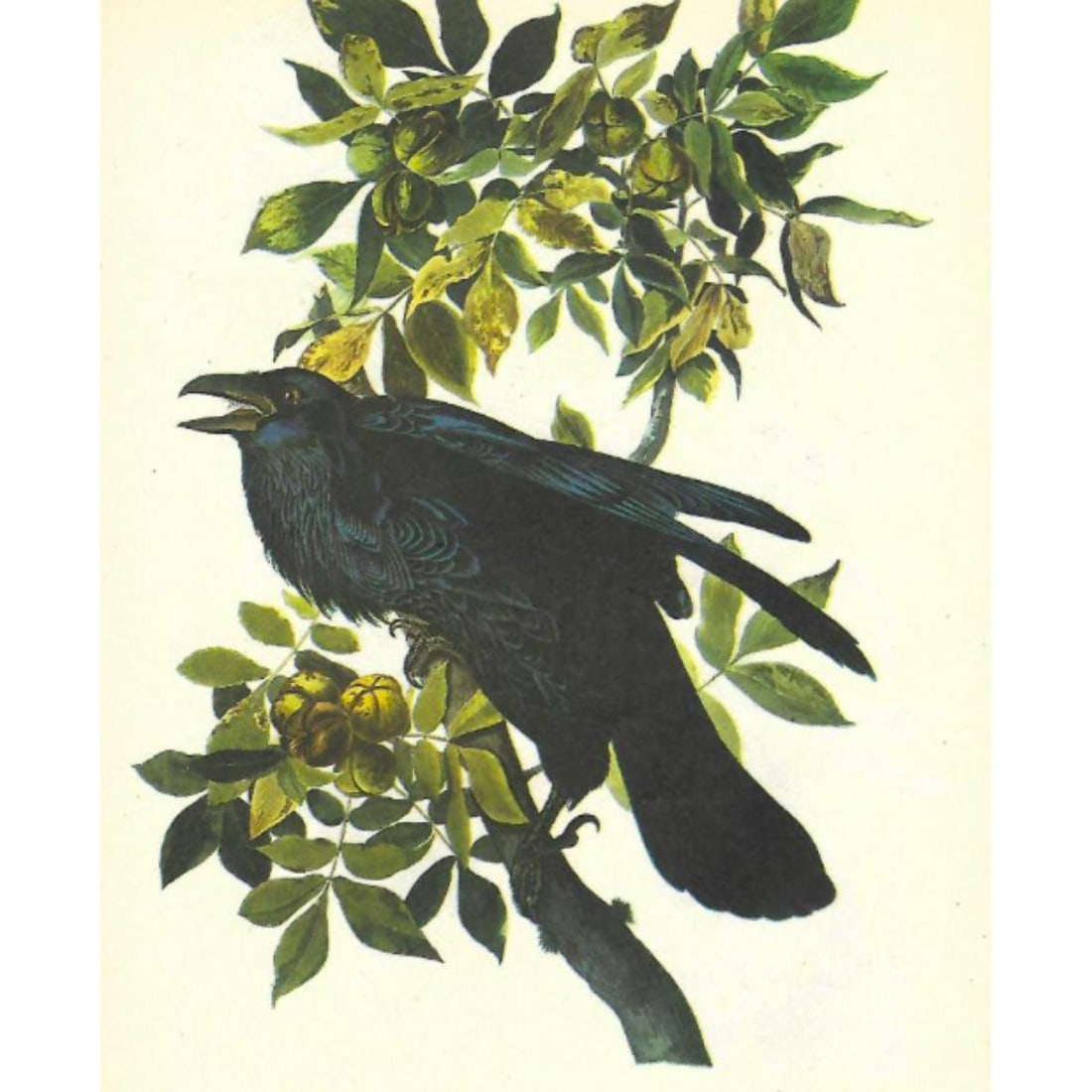 c1946 Audubon Print, #101 Raven (1 of 2)
