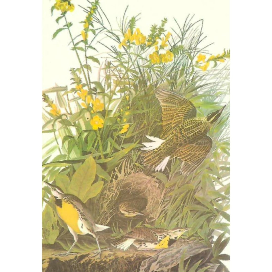 c1950 Audubon Print, Meadowlark (1 of 2)