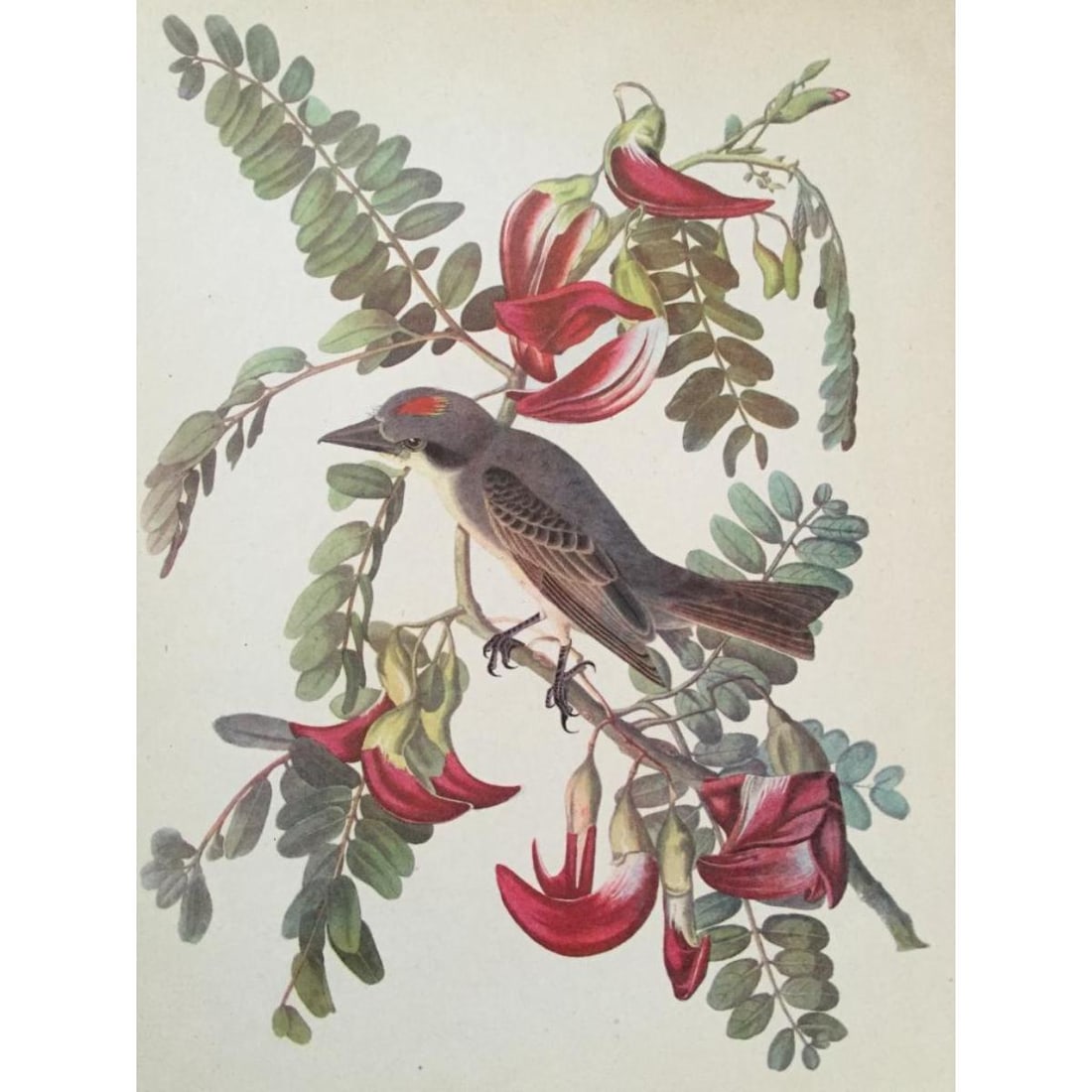 c1950 Audubon Print, #170 Gray Kingbird: c 1950 Audubon. John James Audubon, book plate print, # 170 Gray Kingbird, 8 1/2" X 11".