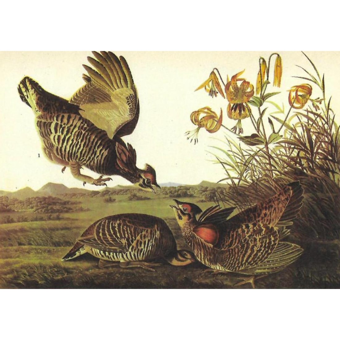 c.1946 Audubon Print, #186 Prairie Chicken: John James Audubon, book plate print, #18Prairie Chicken, taken from a 1946 edition of "The Birds Of America". 8 1/2" X 11 1/2". Comes with 11" X 14" mat.