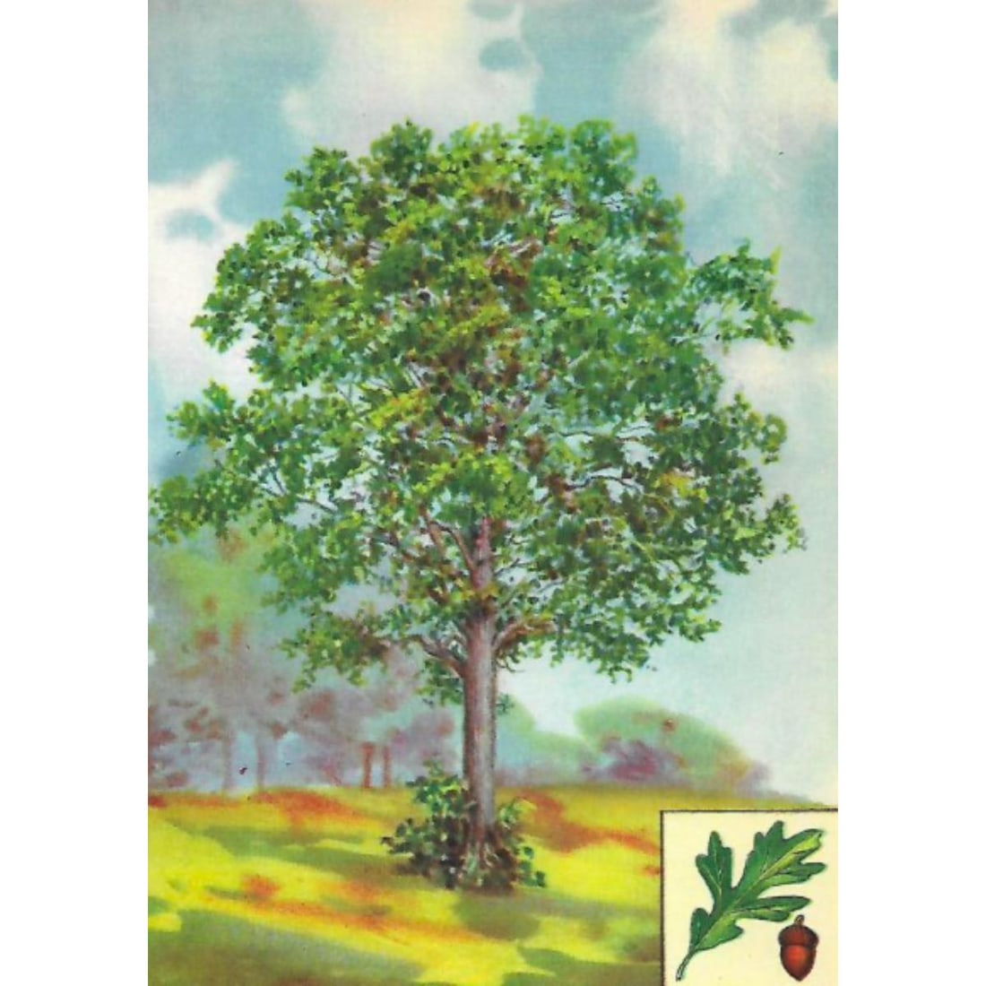 1920's White Oak Color Lithograph Print (1 of 2)