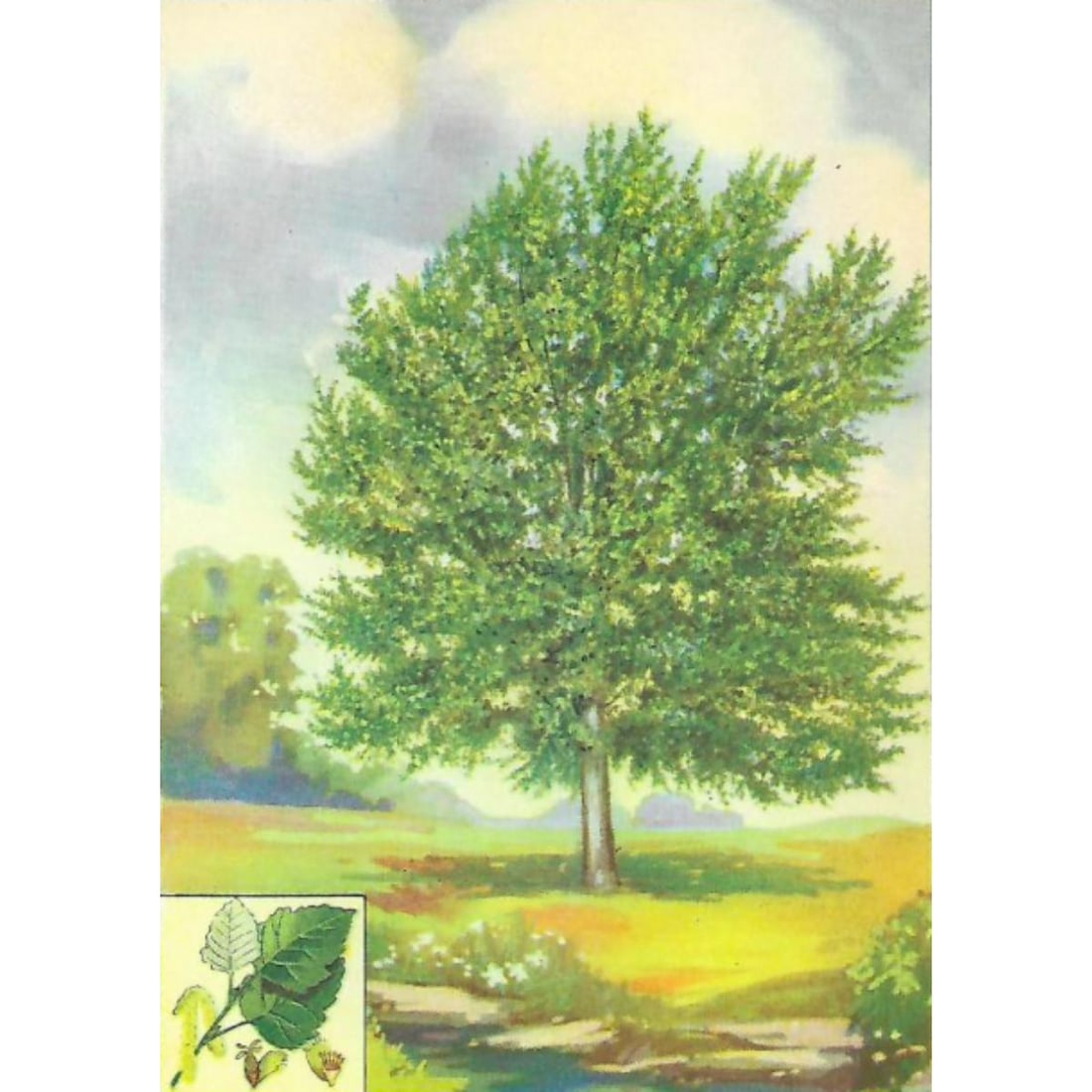 1920's Silver-Leaved Poplar Color Lithograph Print (1 of 2)