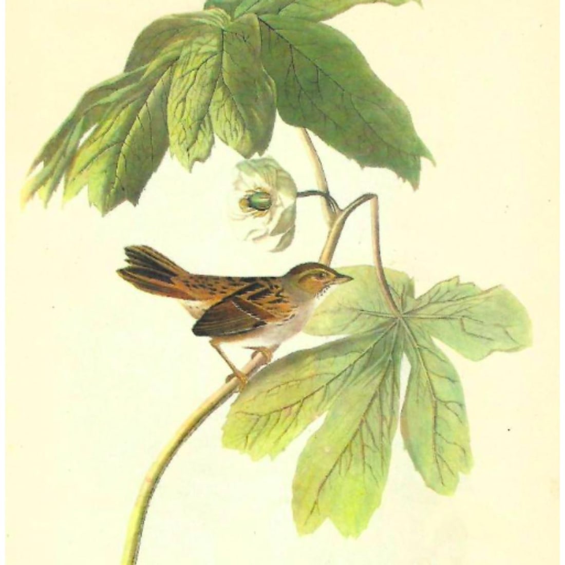c1946 Audubon Print, #64 Swamp Sparrow (1 of 2)
