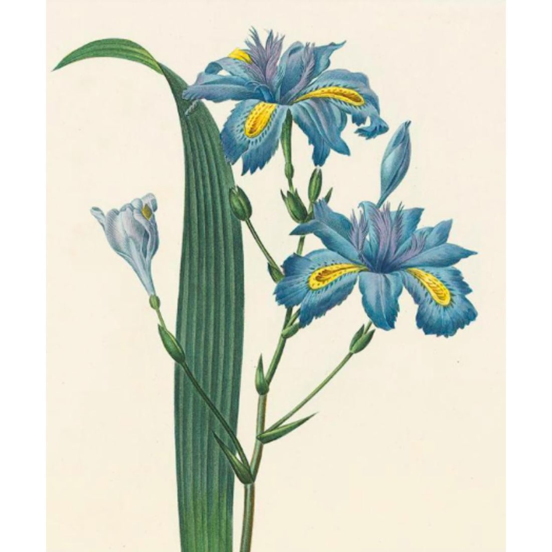 After Pierre-Jospeh Redoute, Floral Print, #58 Iris (1 of 2)