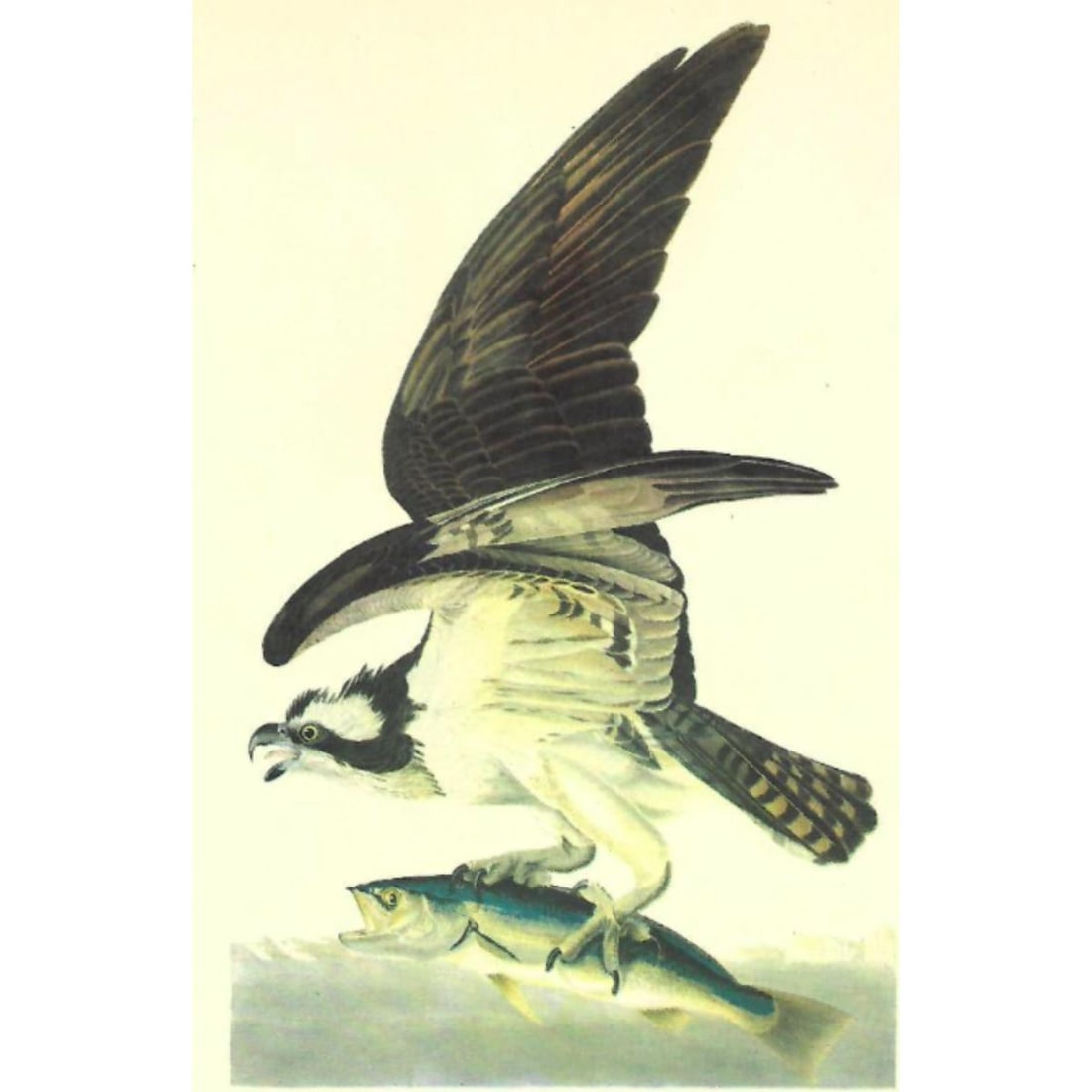 c1946 Audubon Print, #81 Osprey (1 of 2)
