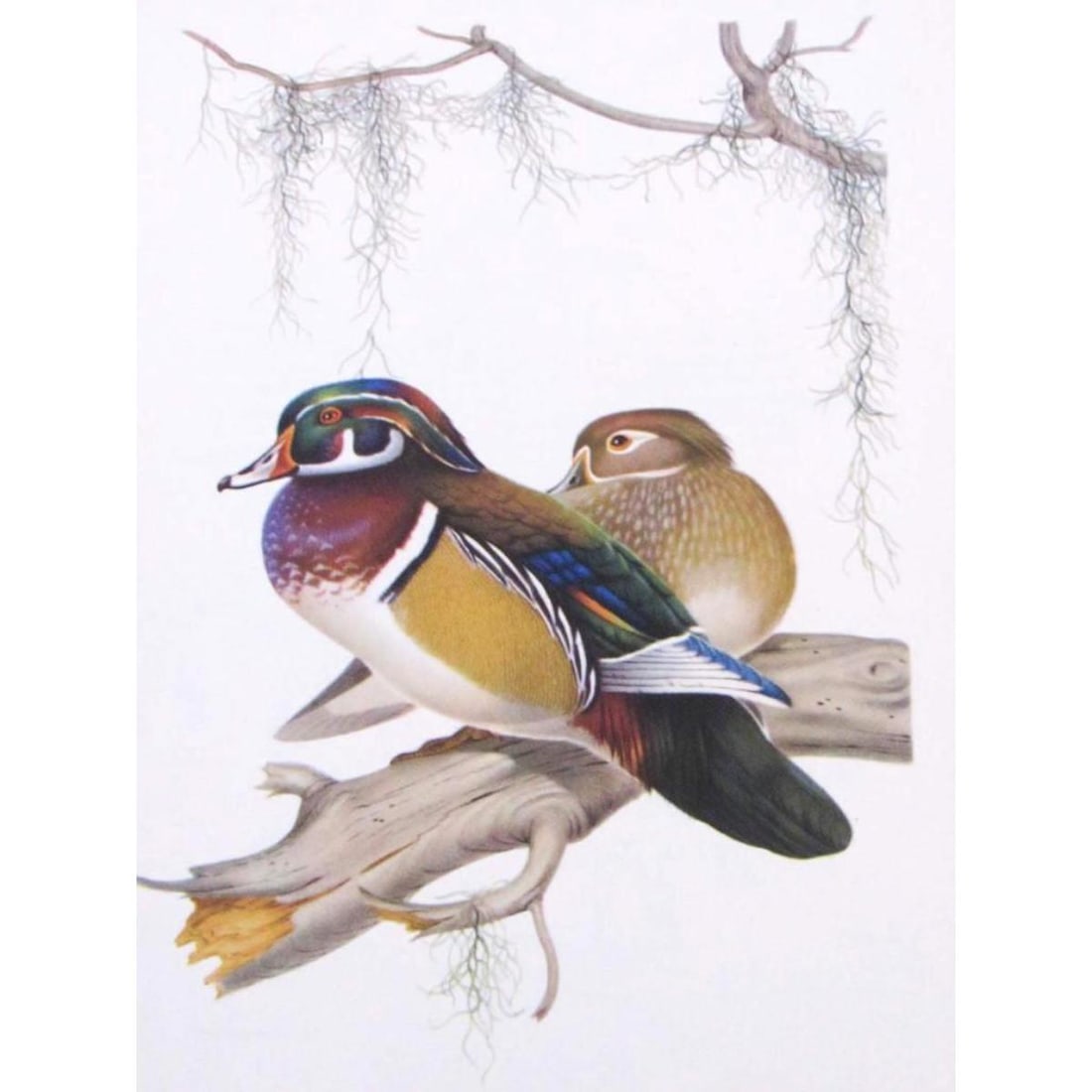 1950 Menaboni Print, Wood Duck (1 of 1)