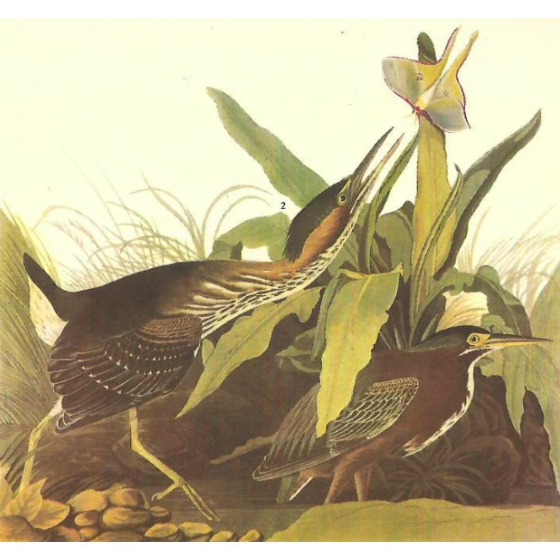 c1946 Audubon Print, # 333 Green Heron (1 of 2)