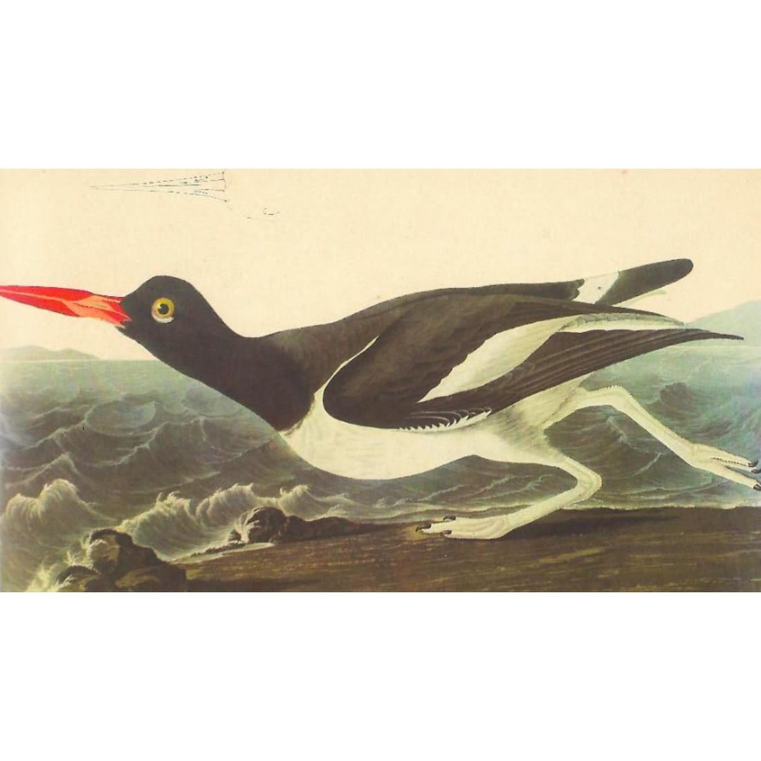 c1950 Audubon Print, Oystercatcher (1 of 2)