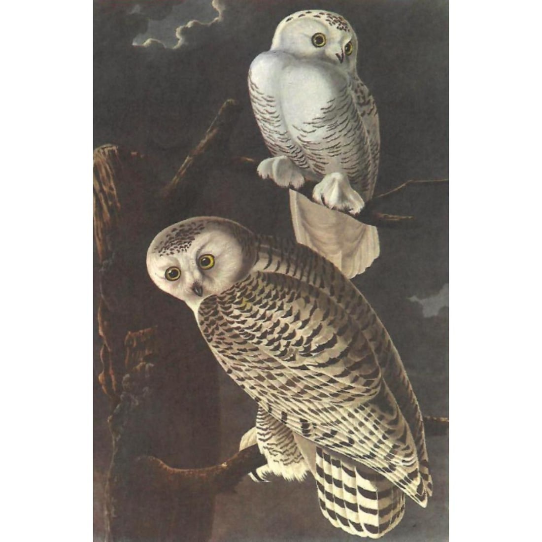c1946 Audubon Print, #121 Snowy Owl (1 of 2)
