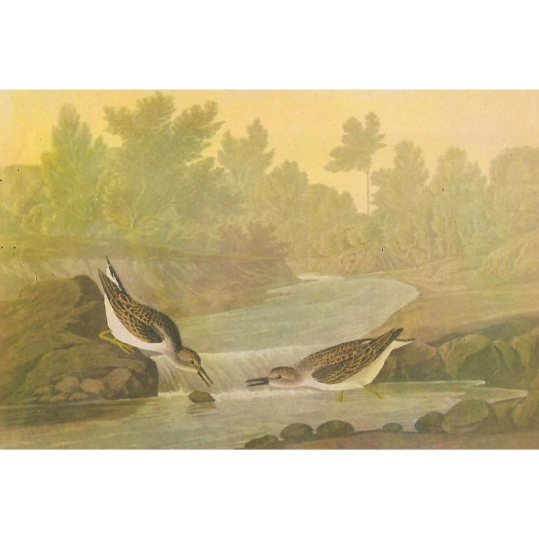 c1946 Audubon Print, #320 Least Sandpiper (1 of 2)