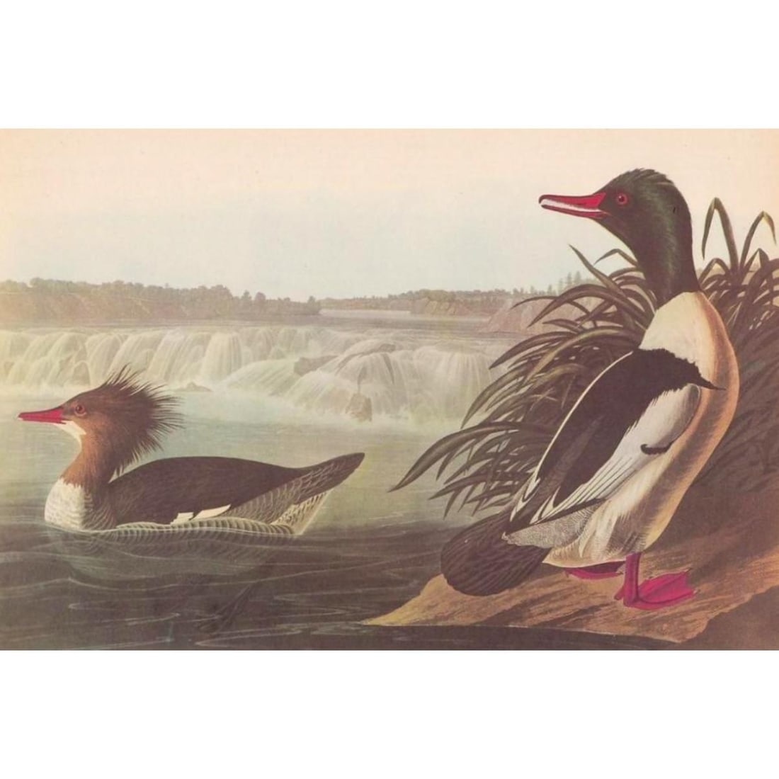 c1946 Audubon Print, #331 American Merganser Duck (1 of 2)