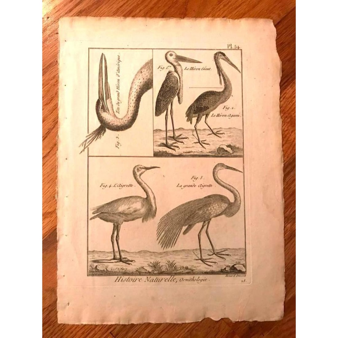 18thc French Copperplate Engraving, Herons, Cranes (1 of 2)