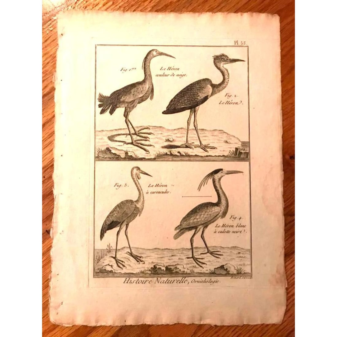 18thc French Copperplate Engraving, Herons, Cranes (1 of 2)