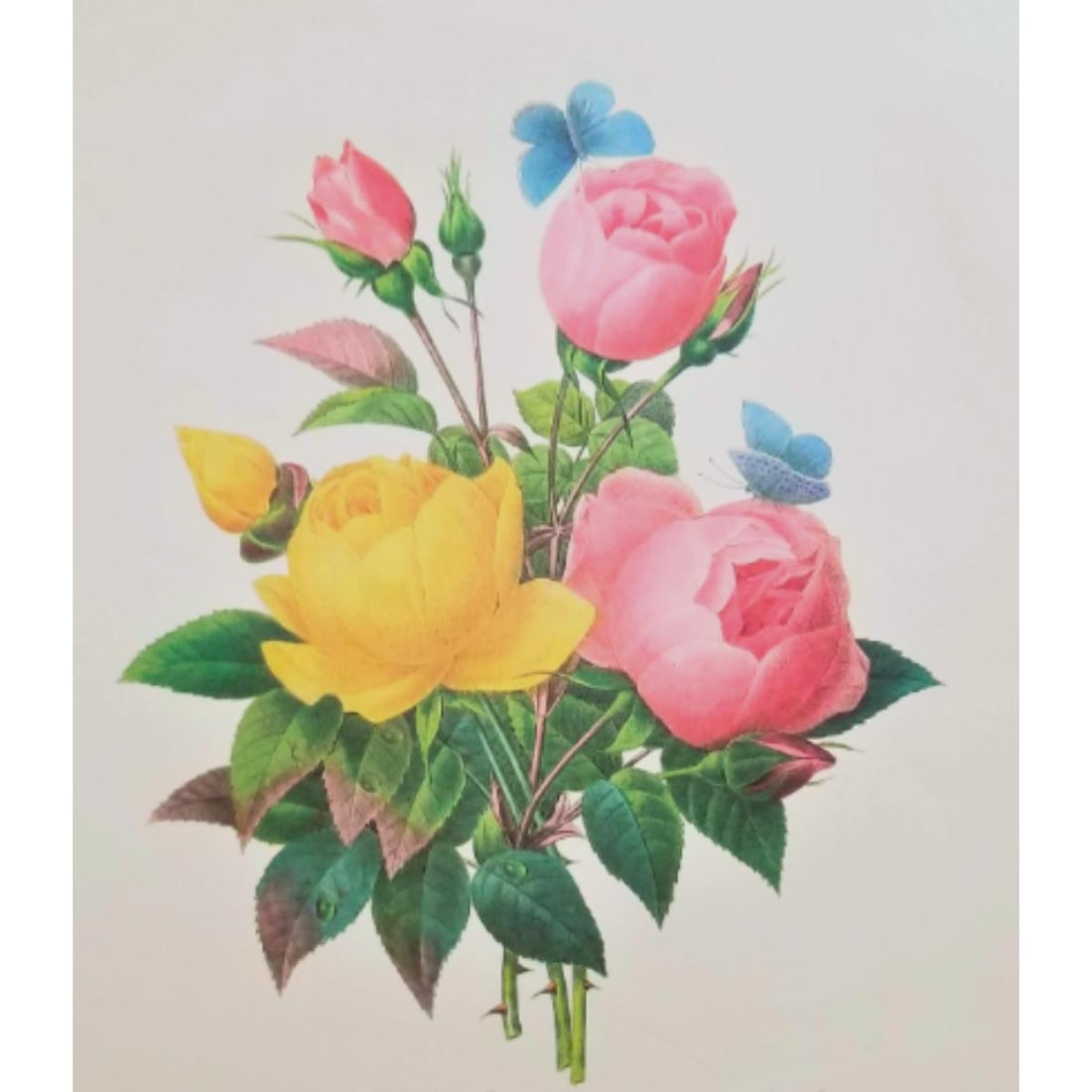 After Pierre-Jospeh Redoute, Floral Print, #127 Rose (1 of 2)