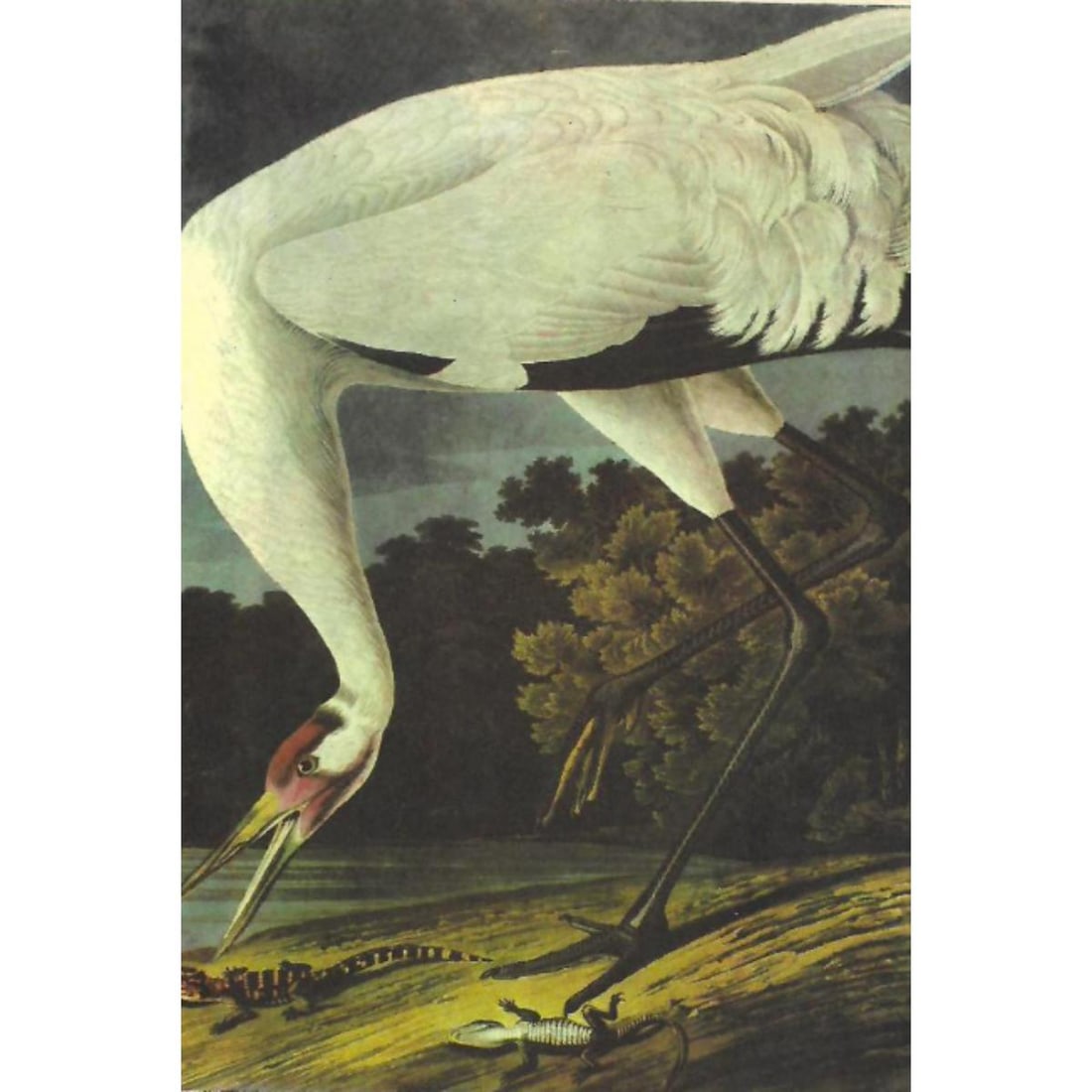 c1946 Audubon Print, #226 Whooping Crane (1 of 2)