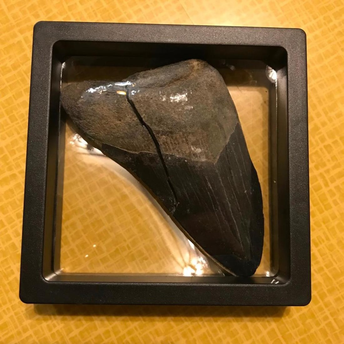 Prehistoric Megalodon Shark Tooth Artifact: Prehistoric Megalodon Shark Tooth, artifact. 3 1/4" L fossil displayed within 3 1/2" museum case. *** tooth has a large sized crack through the middle, with separation, per photos.