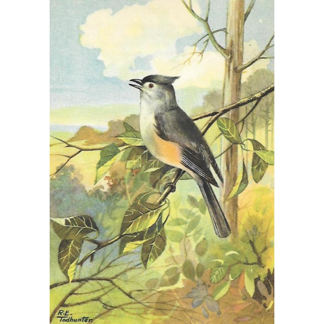 1920's Tufted Titmouse Color Lithograph Print (1 of 2)