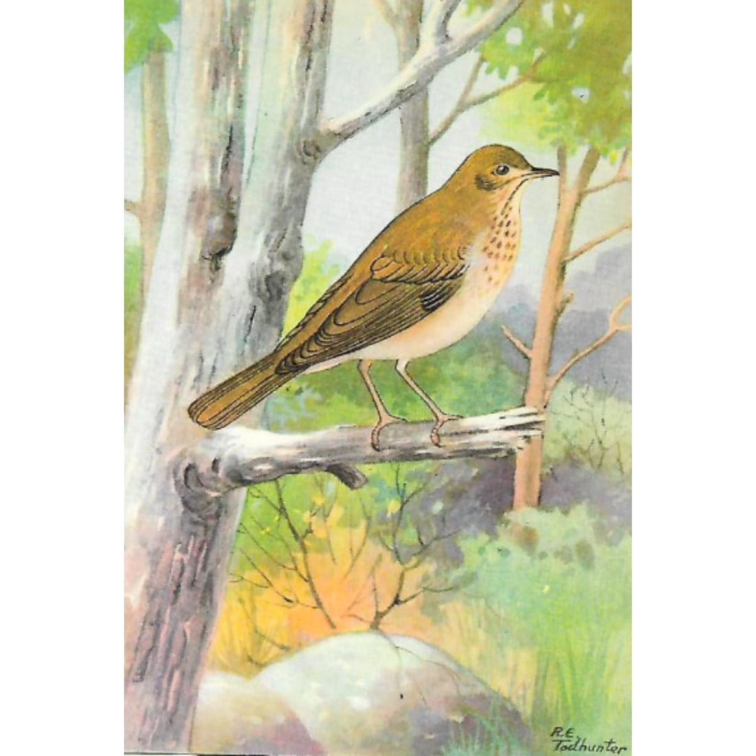 1920's Veery Color Lithograph Print (1 of 2)