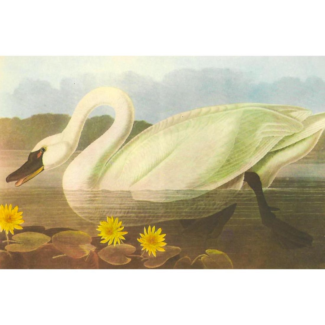 c1950 Audubon Print, Whistling Swan (1 of 2)