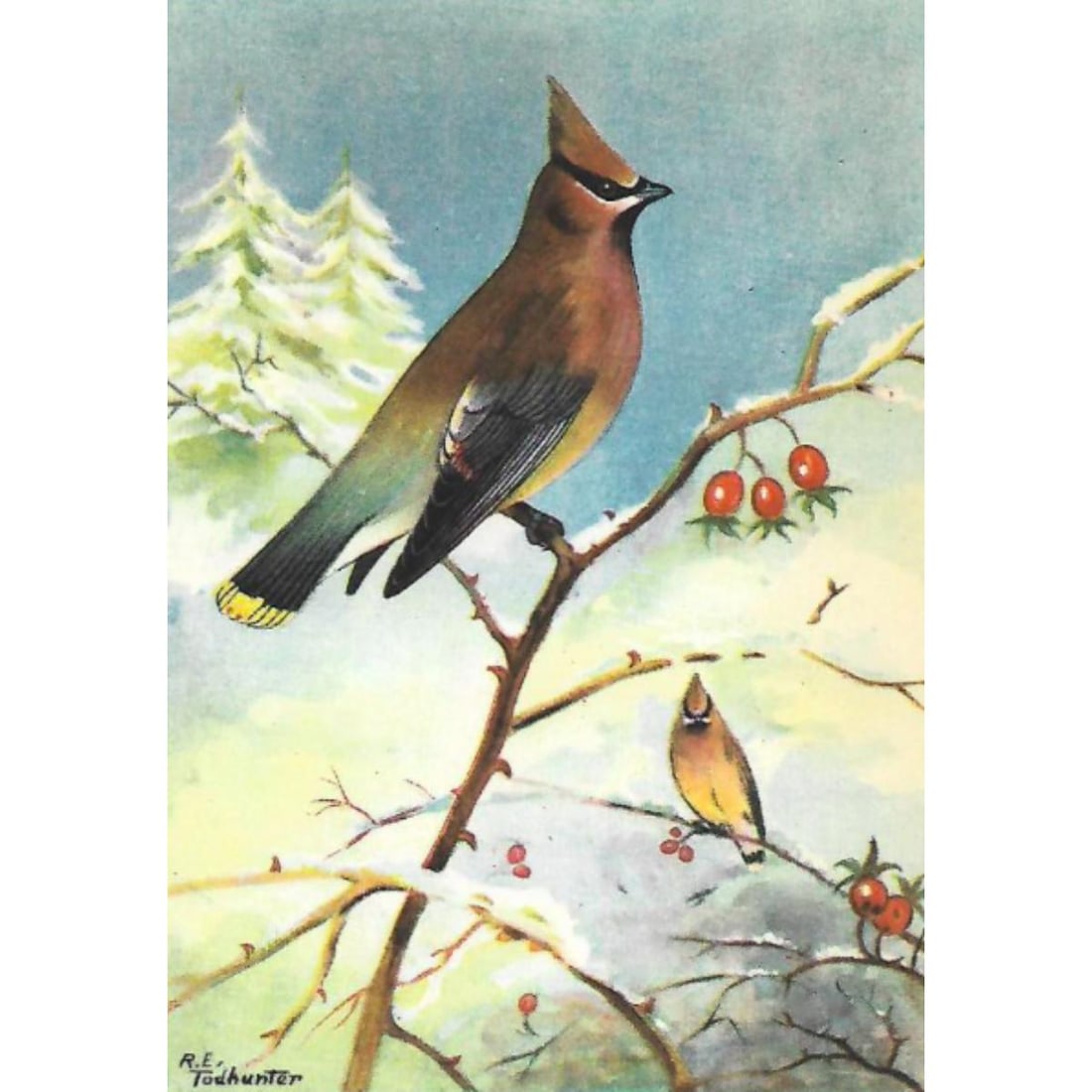 1920's Cedar Waxwing Color Lithograph Print (1 of 2)