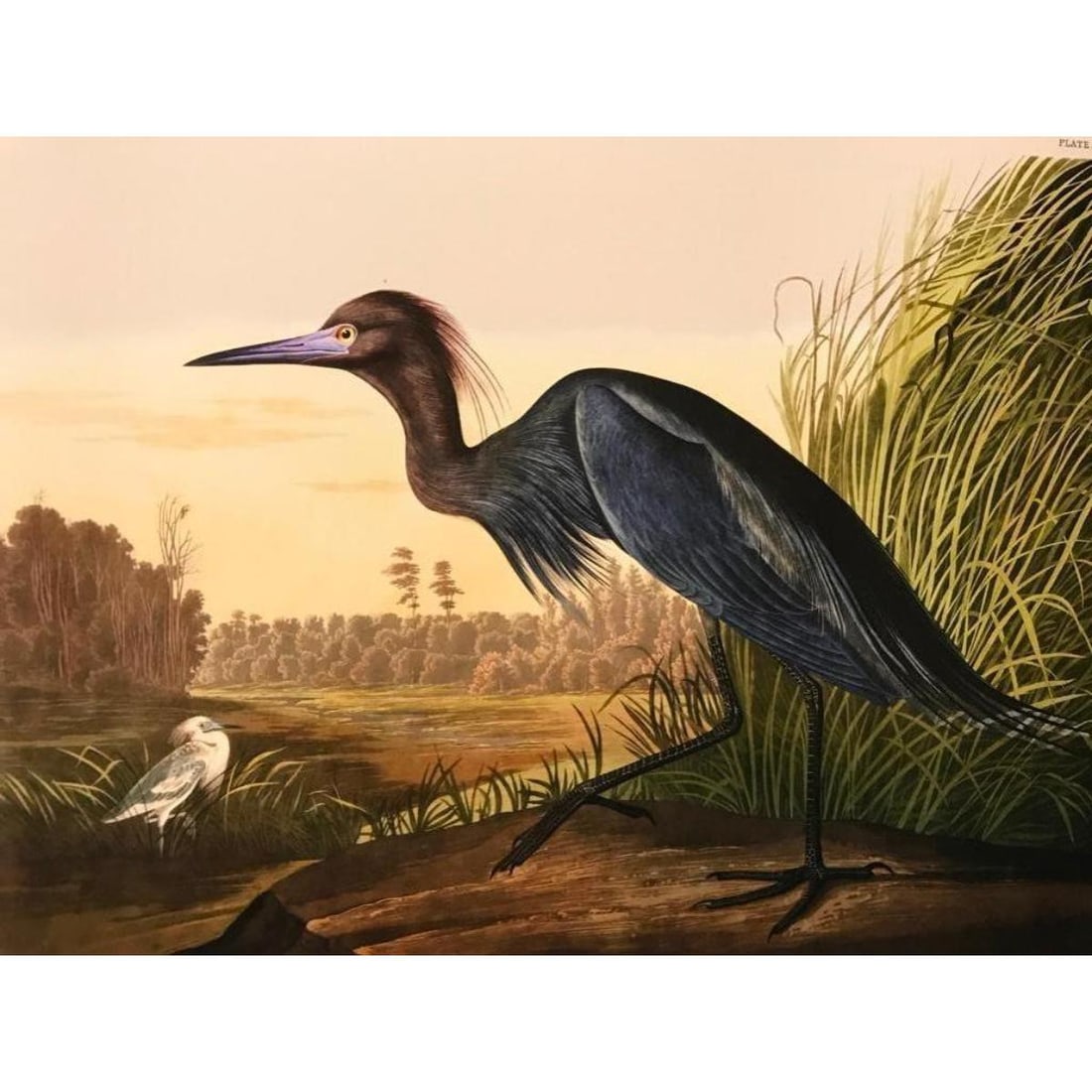 Audubon Blue Crane, Heron Color Lithograph Print (1 of 2)