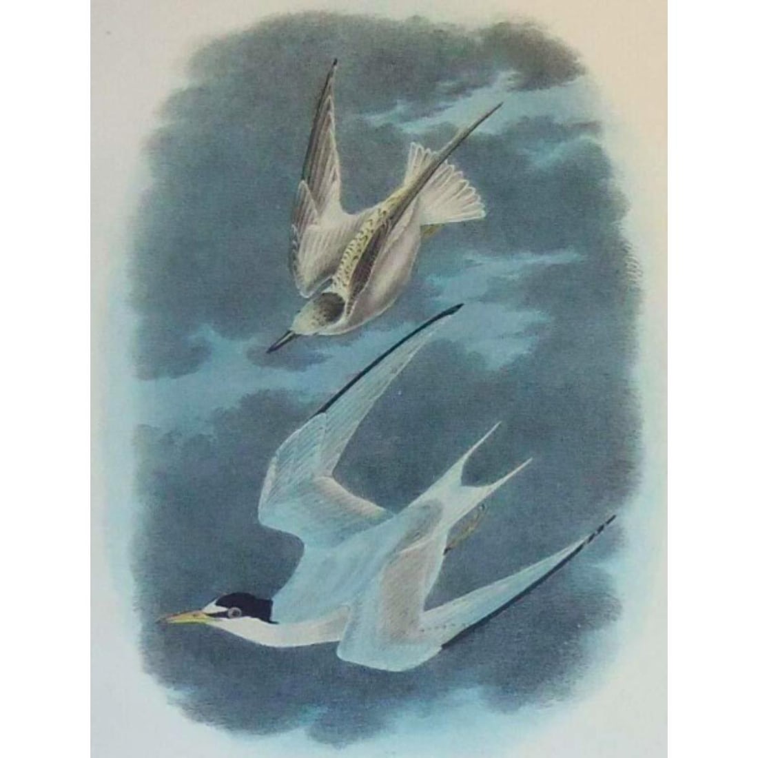 c1946 Audubon Print, # 319 Least Tern (1 of 2)