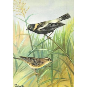 1920's Bobolink Color Lithograph Print