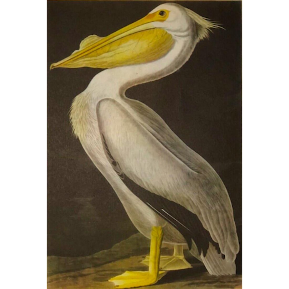 c1946 Audubon Print, #311 White Pelican (1 of 2)