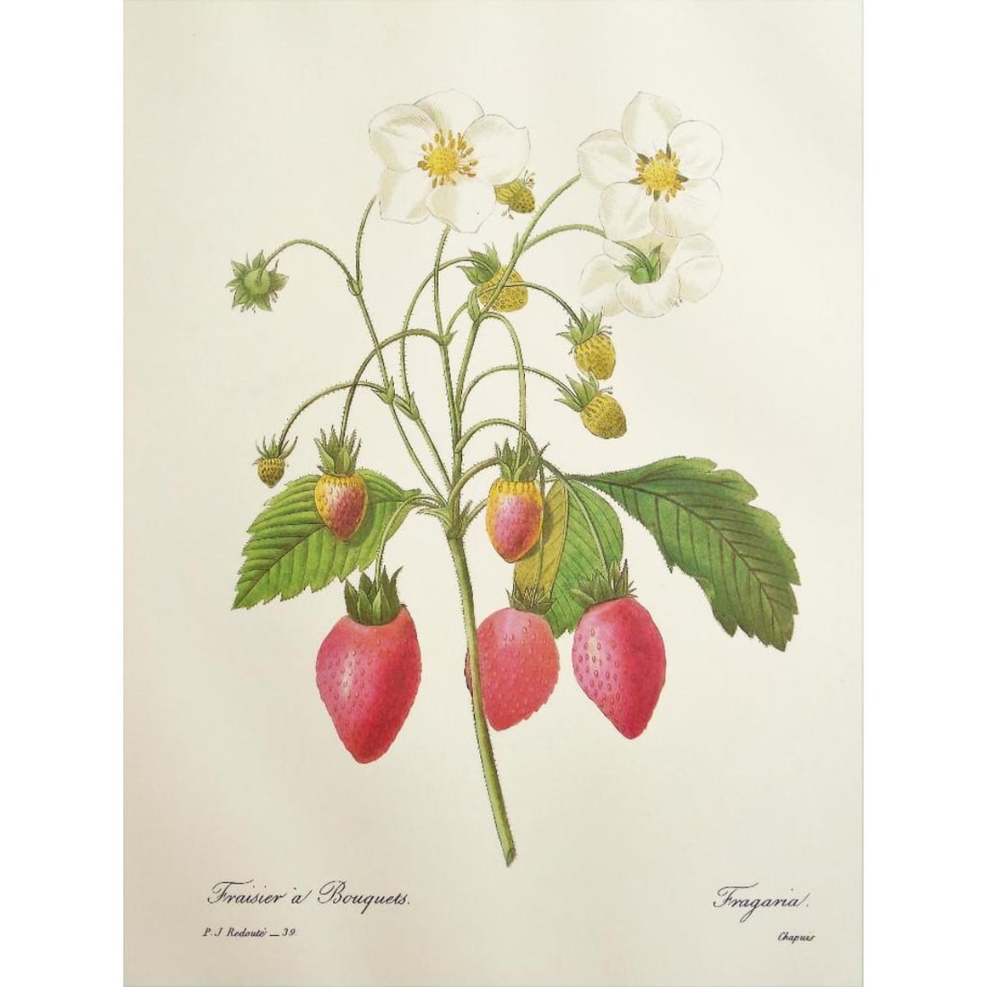 After Pierre-Jospeh Redoute, Floral Print, #39 Strawberry Fruit (1 of 1)