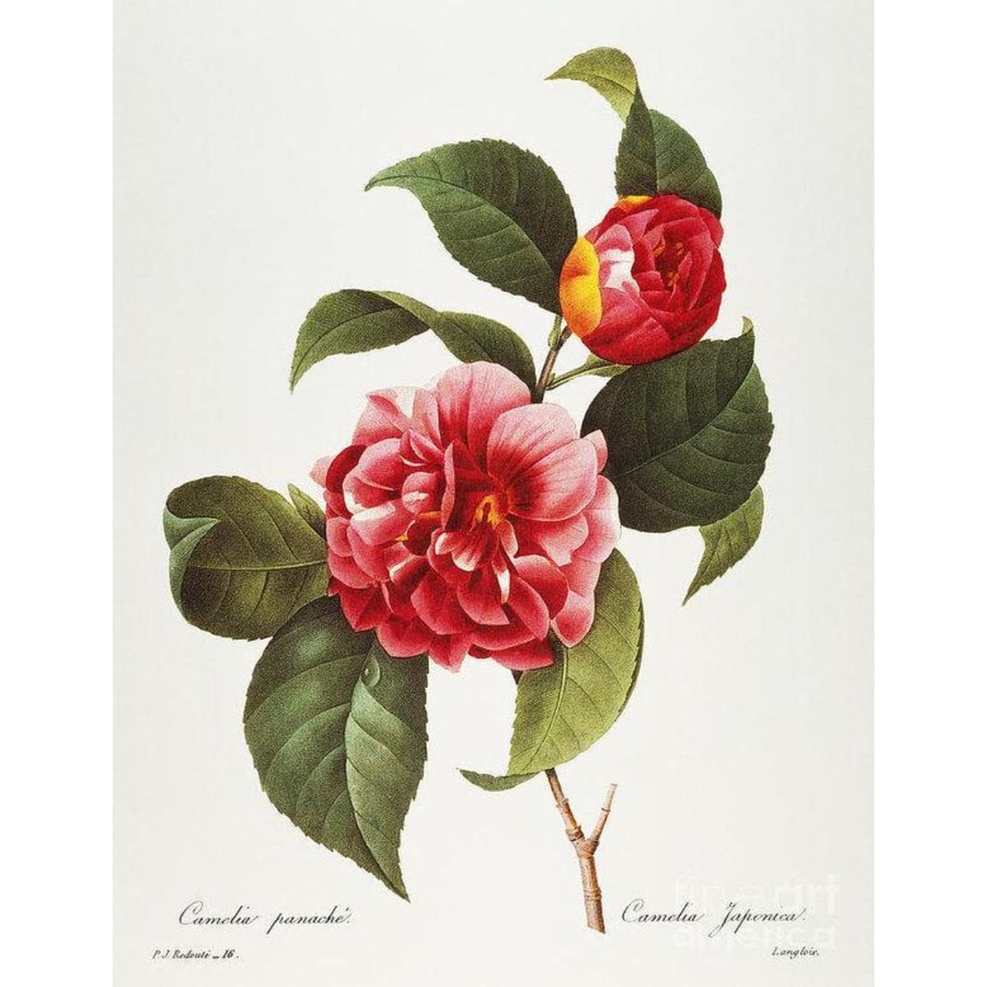 After Pierre-Jospeh Redoute, Floral Print, #16 Camelia (1 of 1)