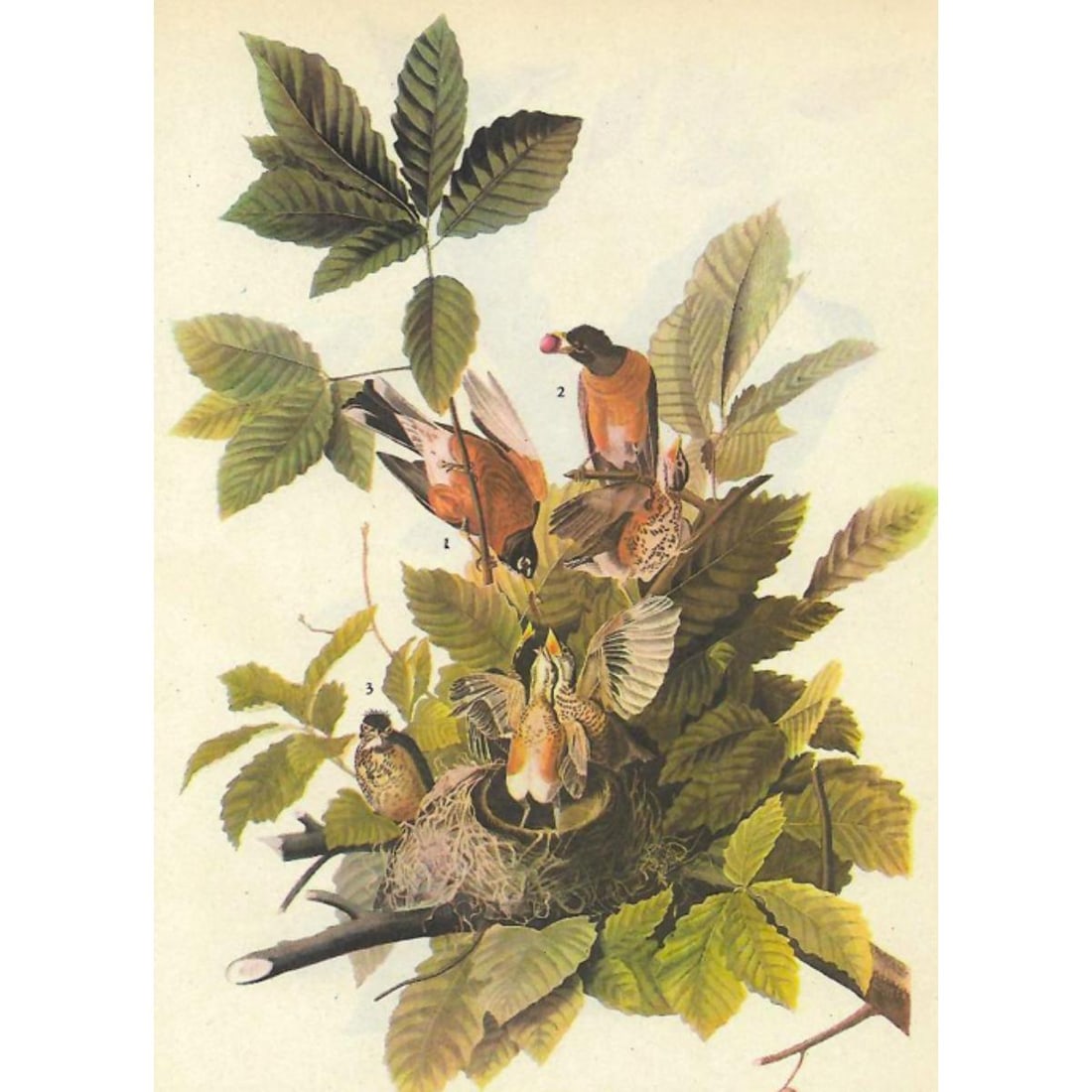 1946 Audubon Print, #131 Robin (1 of 2)