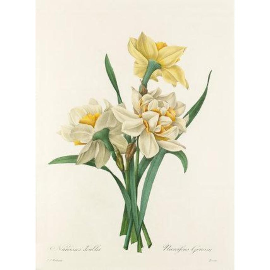 After Pierre-Jospeh Redoute, Floral Print, #82 Narcisses Double Daffadil: Modern print, after Pierre-Joseph Redoute ( French 1759-1840 ) Original Redoute stipple engravings with hand-coloring bring thousands of dollars per print. This modern re-print was created in the 1980